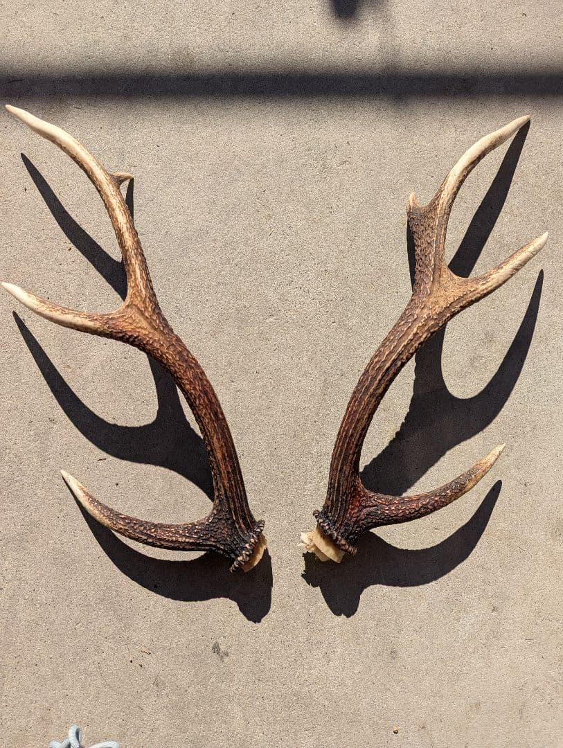 鹿の角．いいね！感謝セール〜(*^^*)