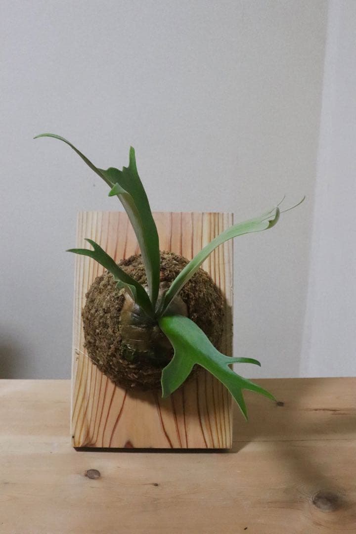 ビカクシダ　ウィリンキー