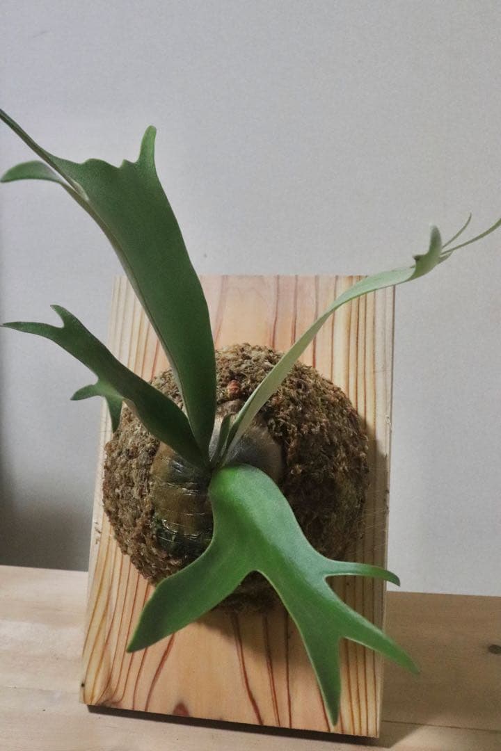 ビカクシダ　ウィリンキー