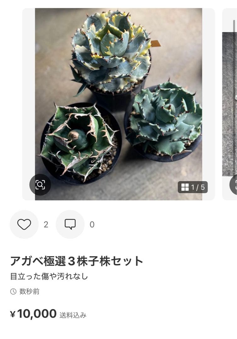 アガベ特選子株おまとめセット！！