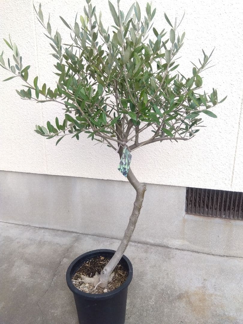 オリーブ　創樹　souju　ルッカ　8号鉢つき 幹太❗　⑧