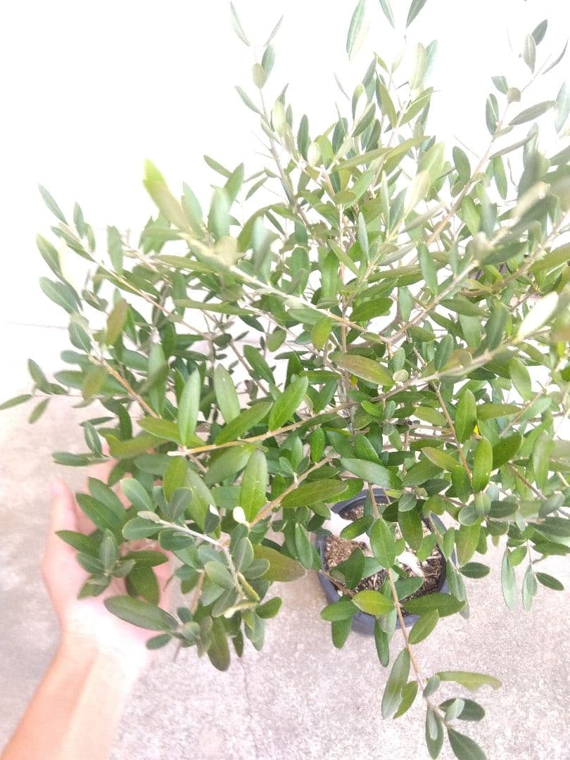 オリーブ　創樹　souju　ルッカ　8号鉢つき 幹太❗　⑧