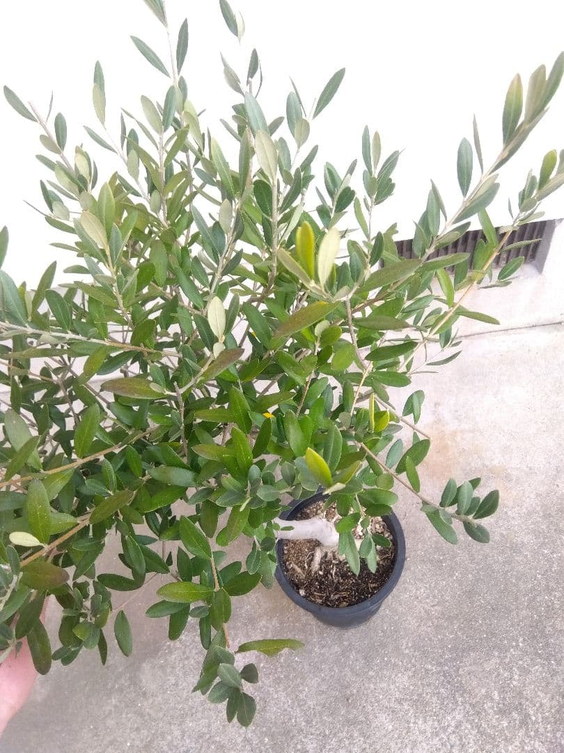オリーブ　創樹　souju　ルッカ　8号鉢つき 幹太❗　⑧