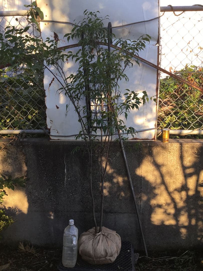 ハイノキ　１５０センチ