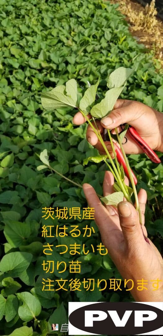 farm Springbo6月20日分茨城県産紅はるかさつまいも苗ウイルスフリー