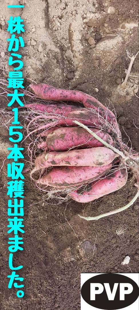 farm Springbo6月20日分茨城県産紅はるかさつまいも苗ウイルスフリー