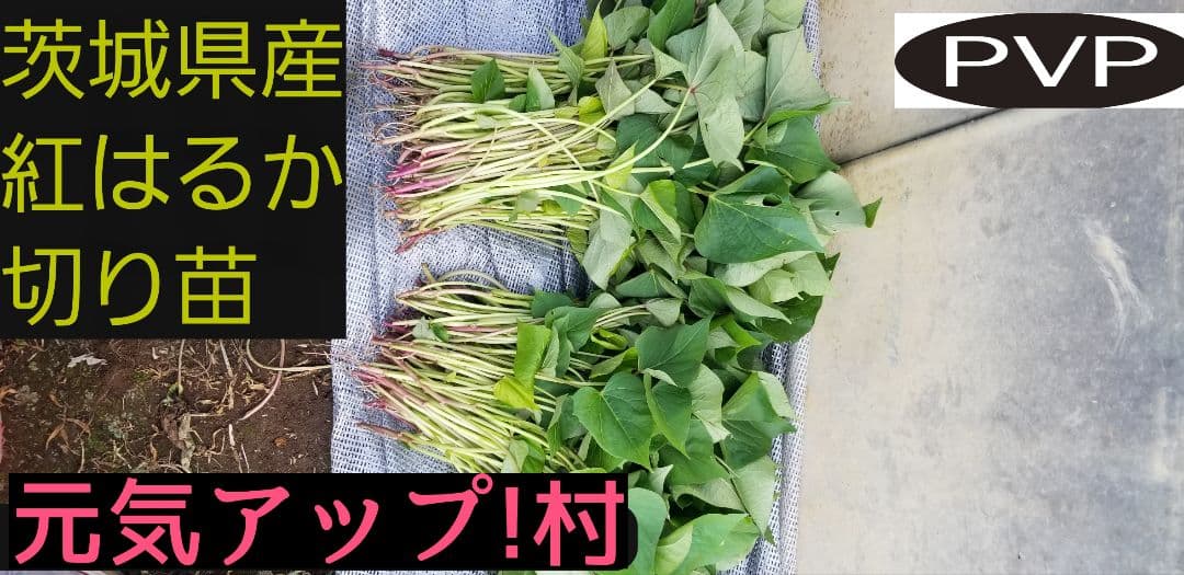 farm Springbo6月20日分茨城県産紅はるかさつまいも苗ウイルスフリー