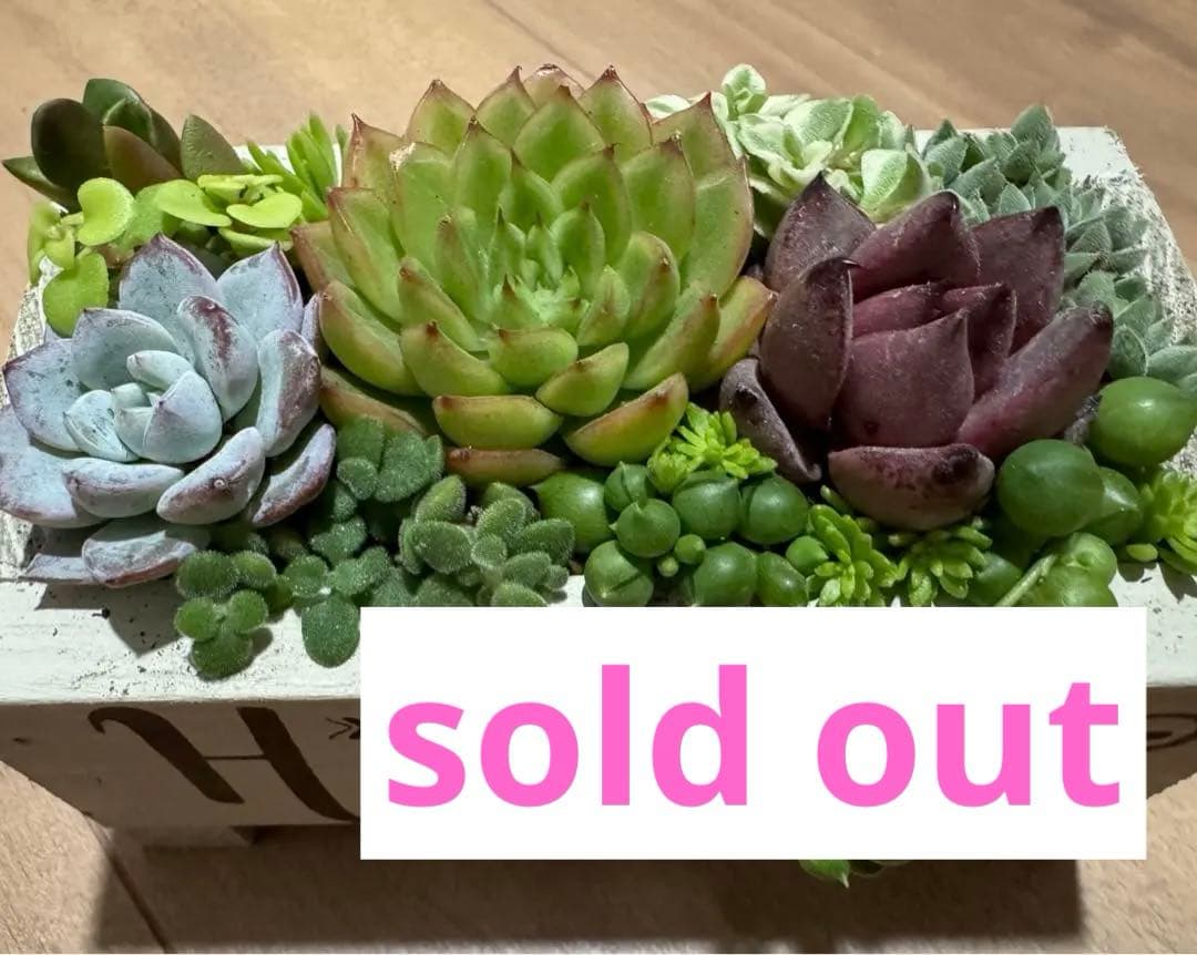 多肉植物 寄せ植え 木箱 ステンシル ロメオhyb グリーンネックレス