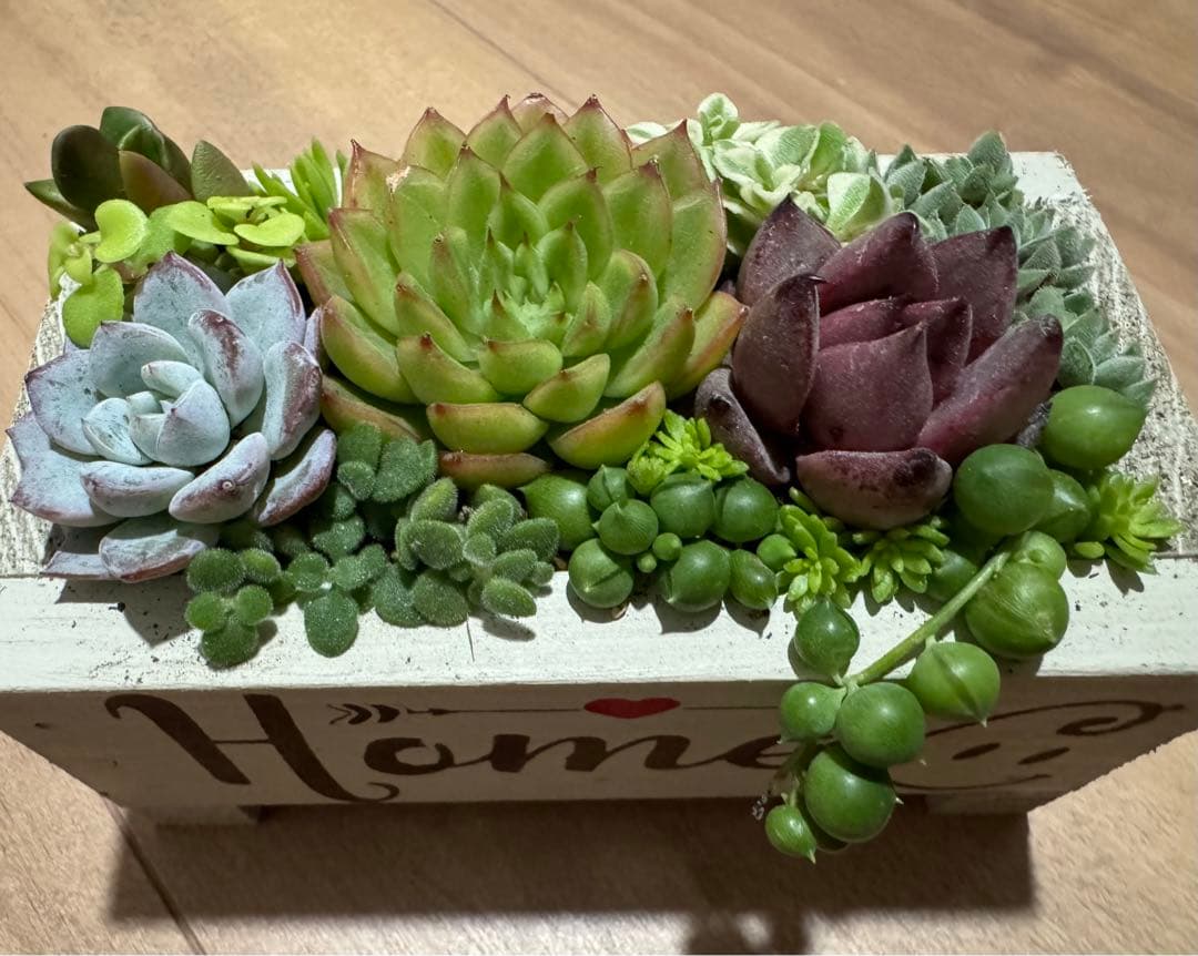 多肉植物 寄せ植え 木箱 ステンシル ロメオhyb グリーンネックレス