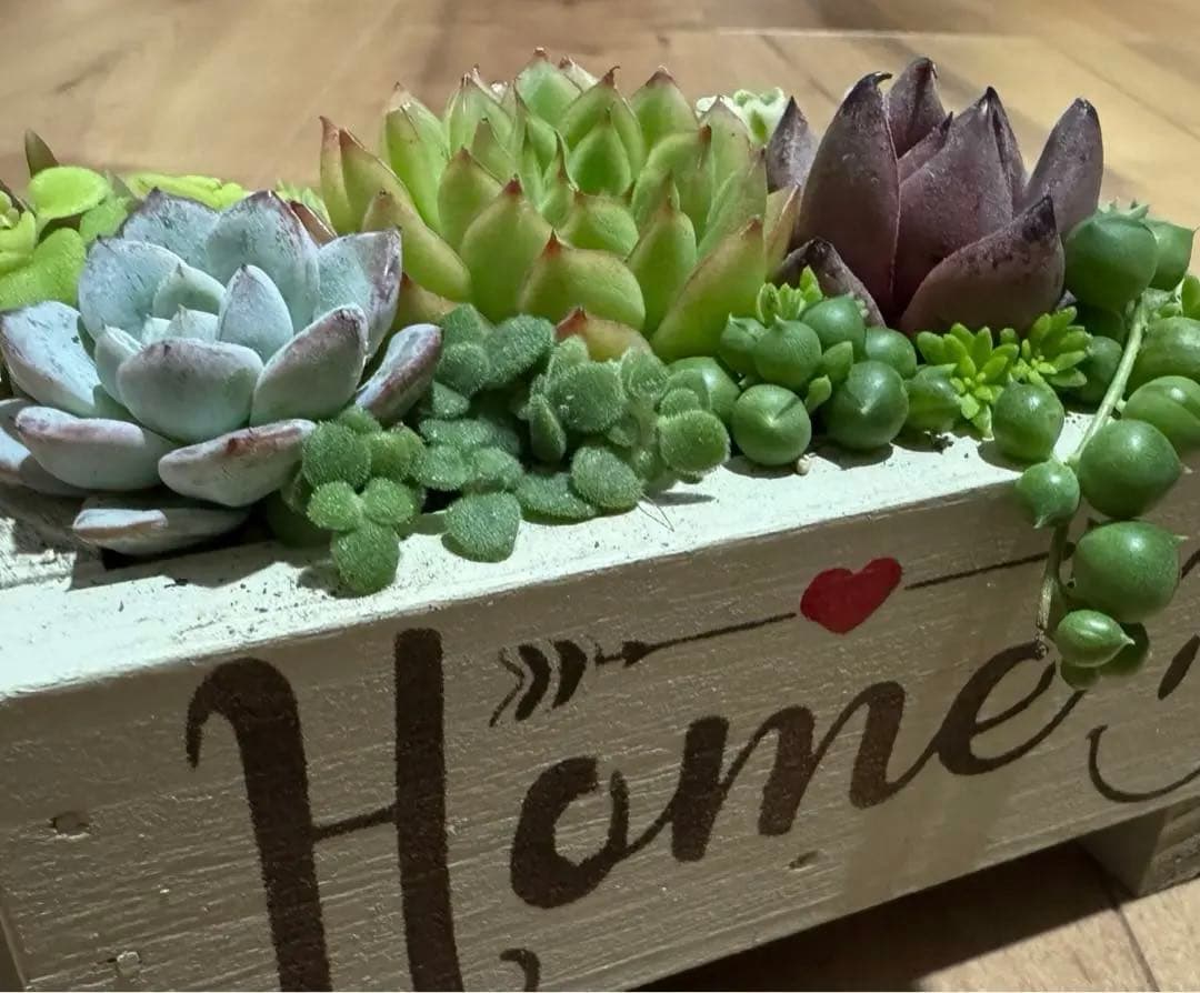 多肉植物 寄せ植え 木箱 ステンシル ロメオhyb グリーンネックレス