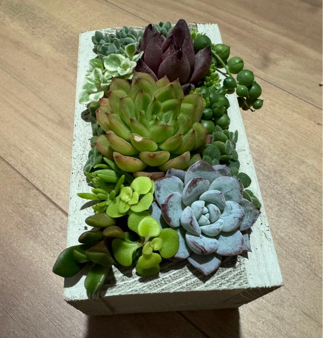 多肉植物 寄せ植え 木箱 ステンシル ロメオhyb グリーンネックレス
