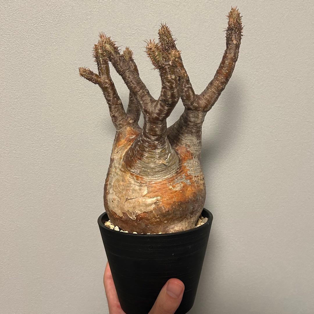 【赤肌】パキポディウム・グラキリス② 発根済み　現地球