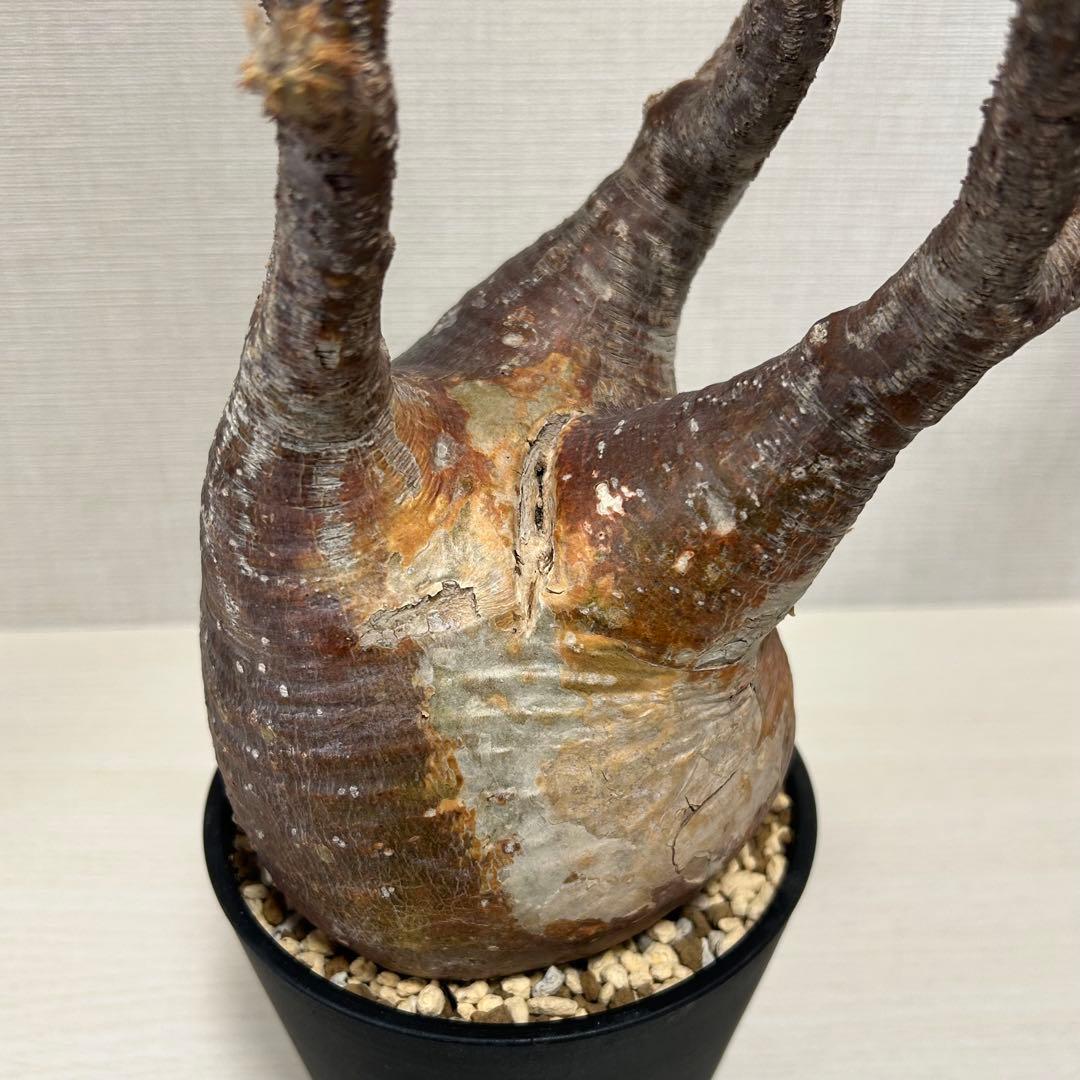 【赤肌】パキポディウム・グラキリス② 発根済み　現地球