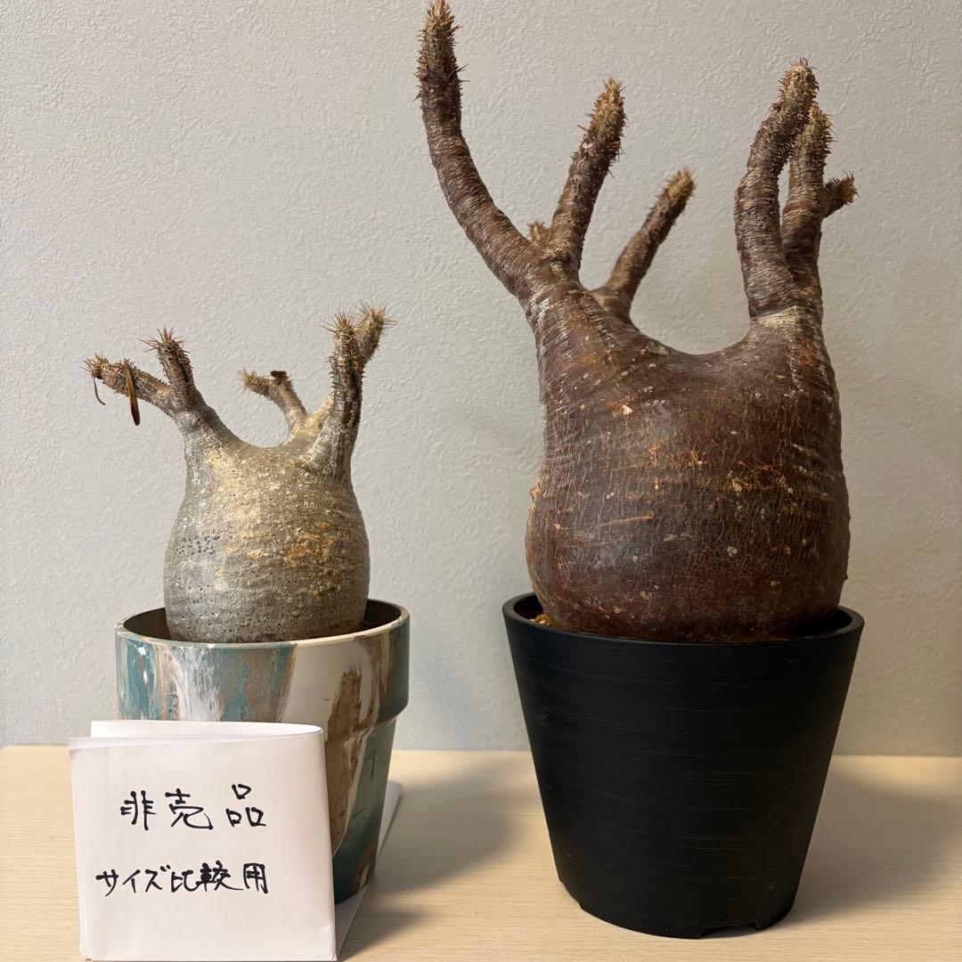 【赤肌】パキポディウム・グラキリス② 発根済み　現地球