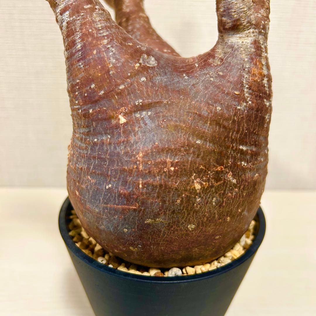 【赤肌】パキポディウム・グラキリス② 発根済み　現地球