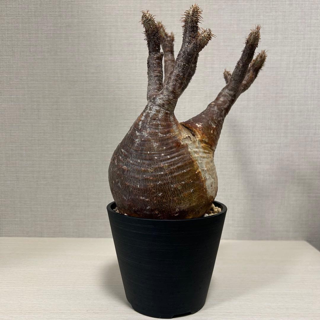 【赤肌】パキポディウム・グラキリス② 発根済み　現地球