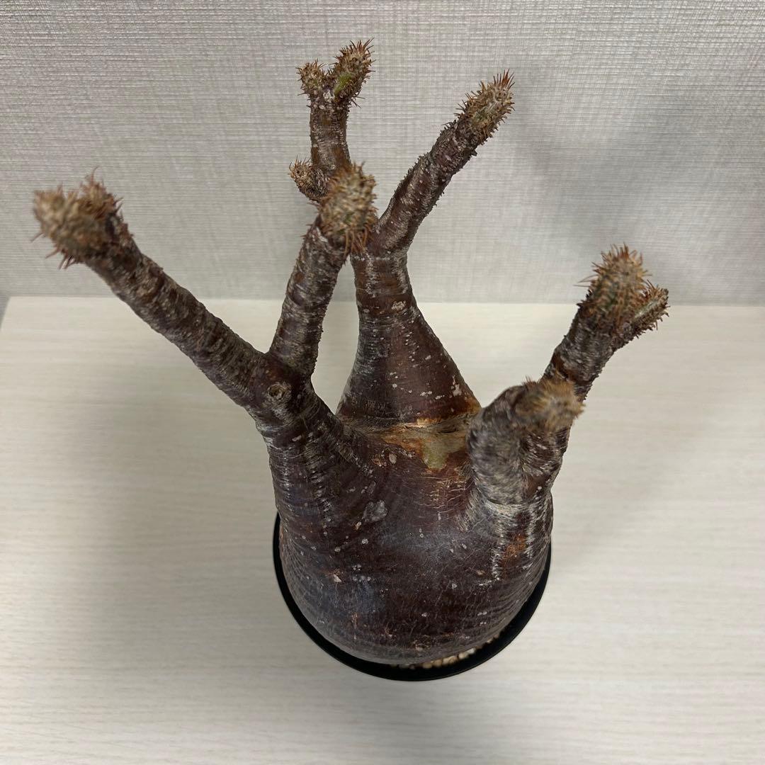 【赤肌】パキポディウム・グラキリス② 発根済み　現地球