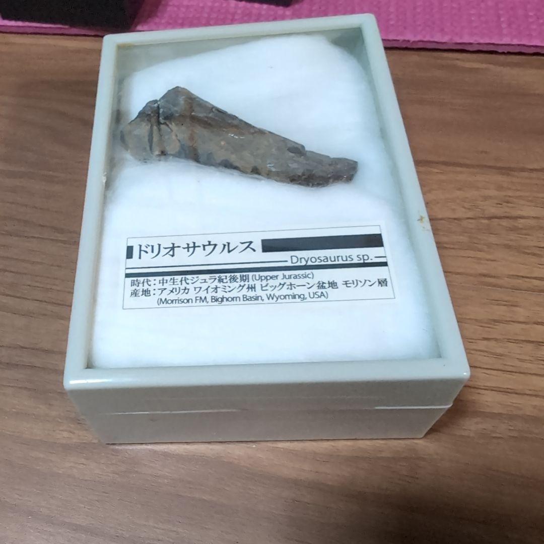 本物　恐竜　ドリオサウルスの肋骨化石　ワイオミング　ラベルケース付き