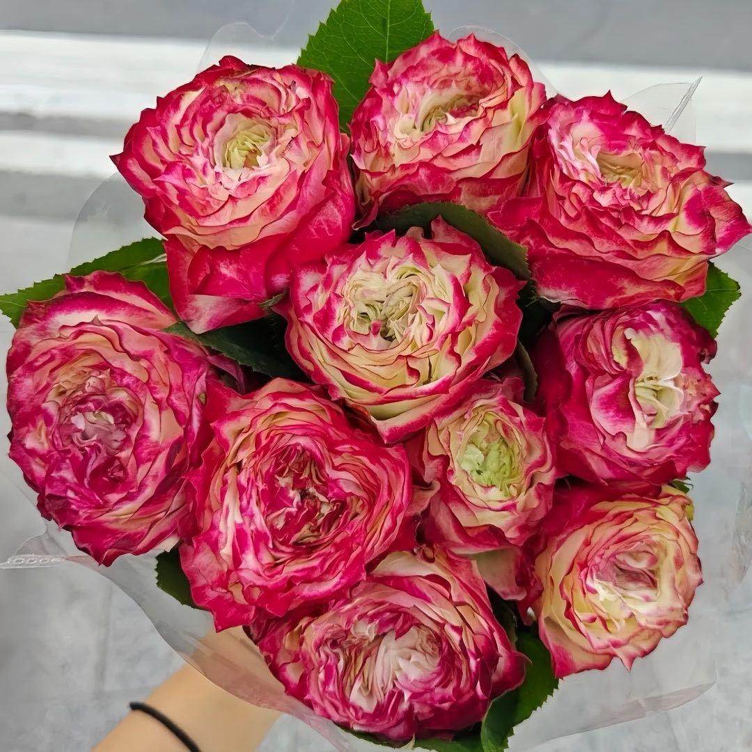 バラ苗　切りバラ苗　Apple J♡ck