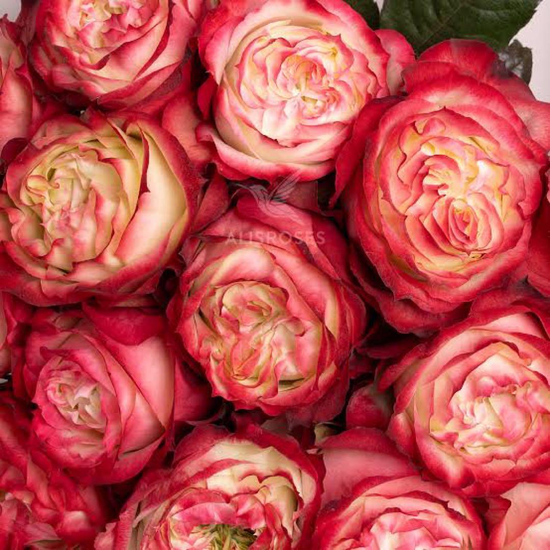 バラ苗　切りバラ苗　Apple J♡ck