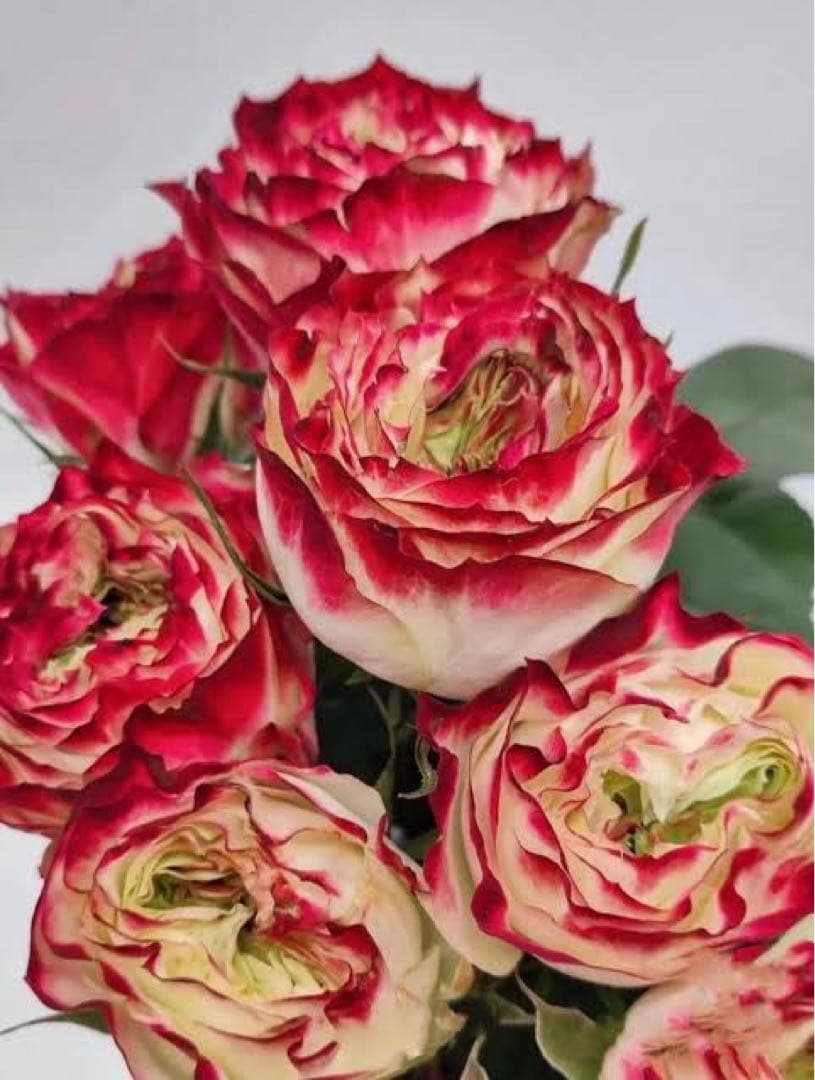 バラ苗　切りバラ苗　Apple J♡ck