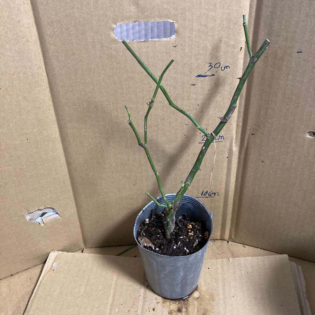 バラ苗　切りバラ苗　Apple J♡ck