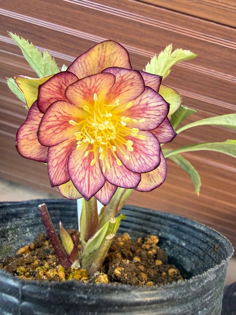 【未株分】大木ナーセリー クリスマスローズ ムルチ系オーレア交配