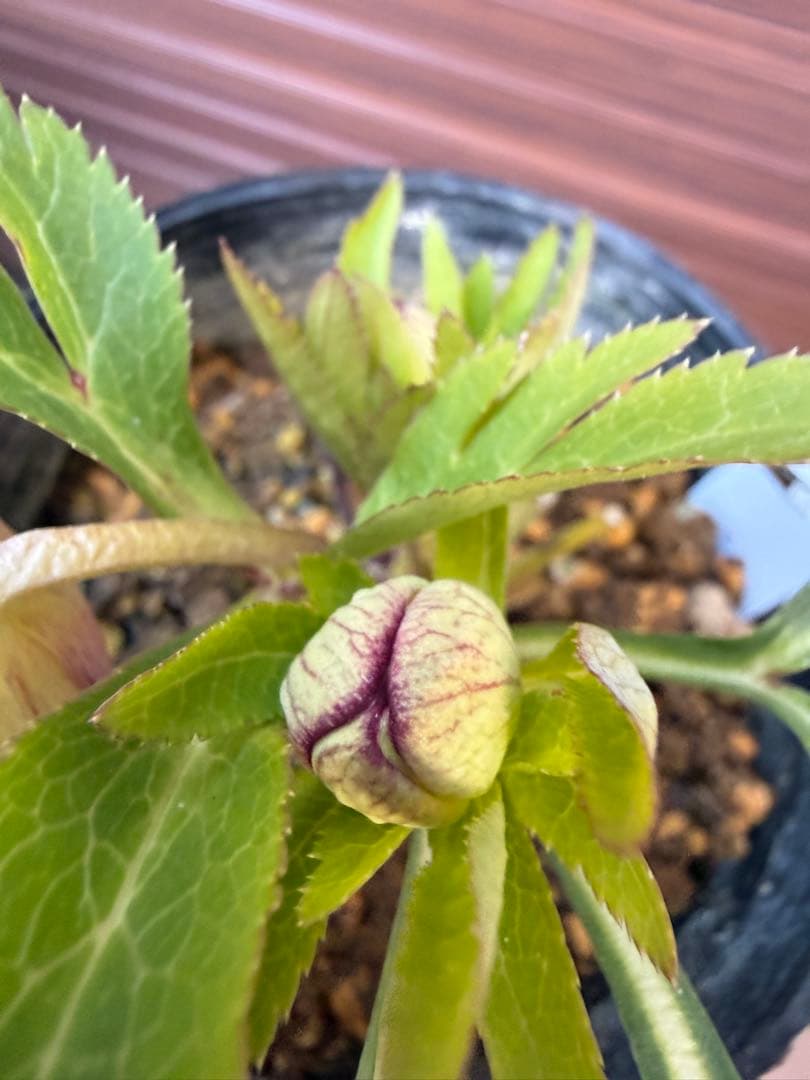 【未株分】大木ナーセリー クリスマスローズ ムルチ系オーレア交配