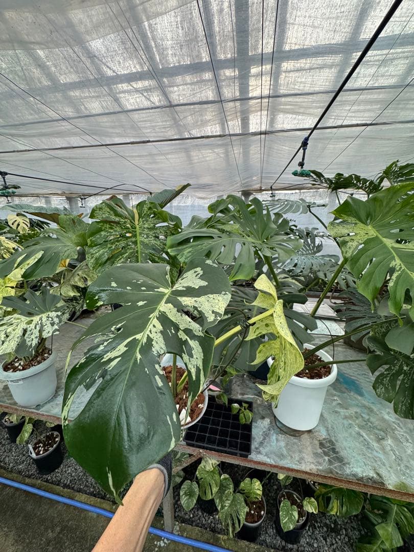 1モンステラ　デリシオーサ　ベトシオーサ　健康株