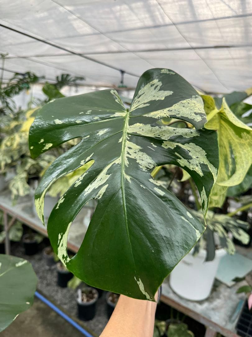 1モンステラ　デリシオーサ　ベトシオーサ　健康株