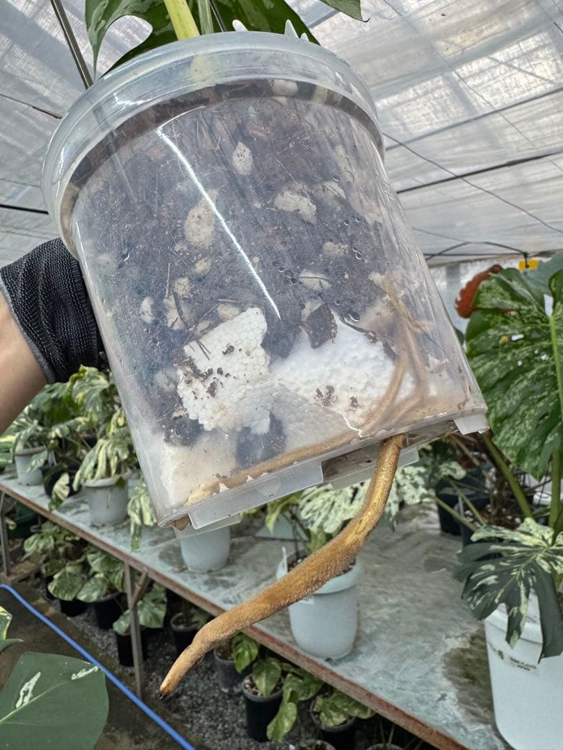 1モンステラ　デリシオーサ　ベトシオーサ　健康株