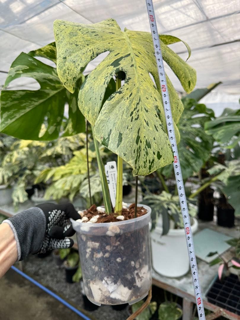 1モンステラ　デリシオーサ　ベトシオーサ　健康株