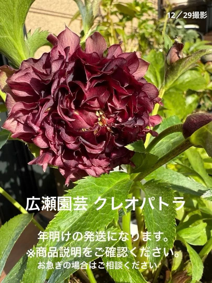 【未株分】広瀬園芸 クリスマスローズ クレオパトラ