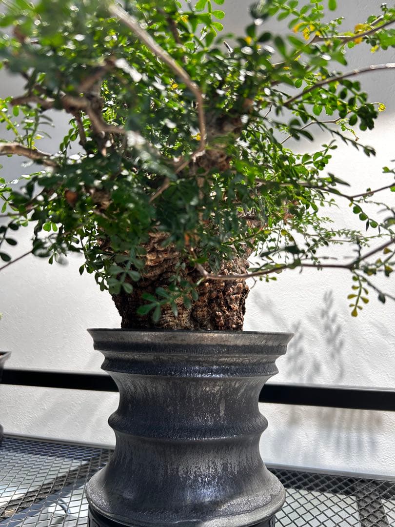 【発根済】オペルクリカリア　パキプス