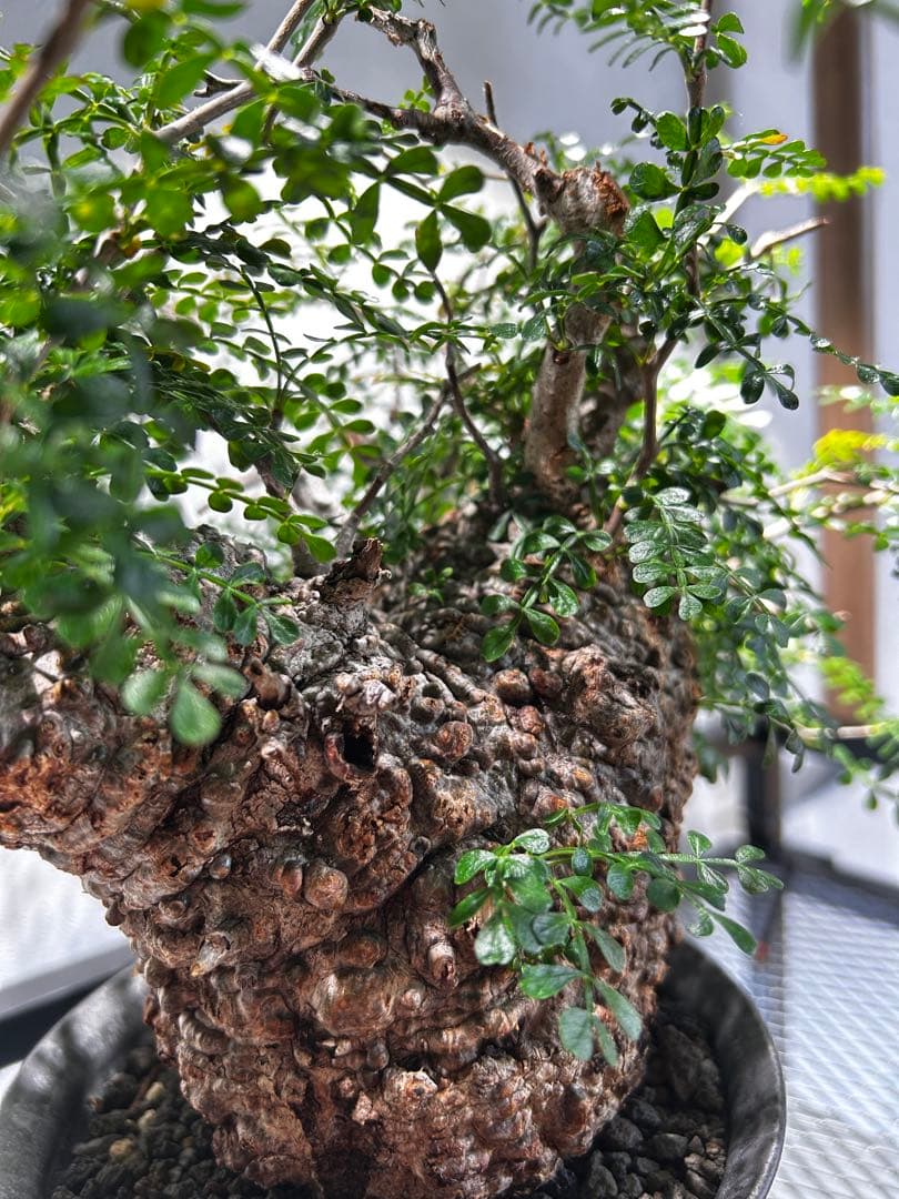 【発根済】オペルクリカリア　パキプス