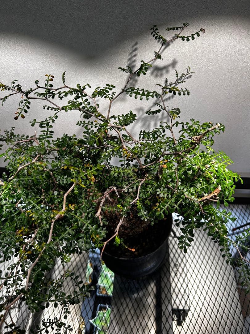 【発根済】オペルクリカリア　パキプス