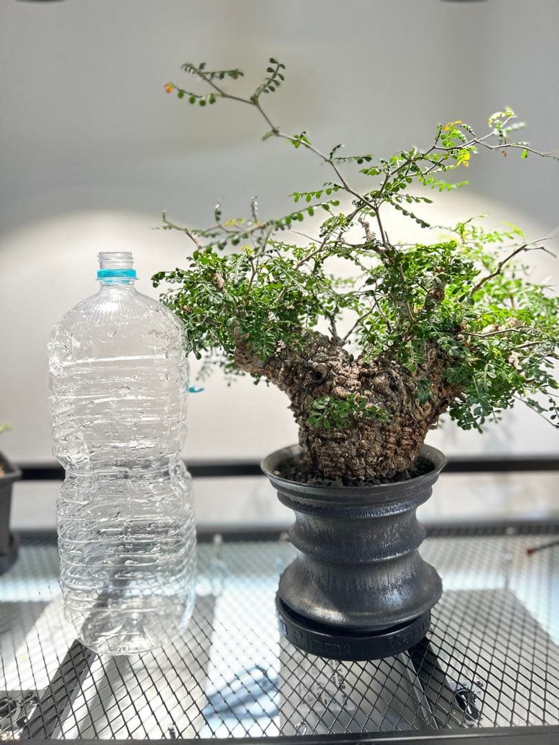 【発根済】オペルクリカリア　パキプス