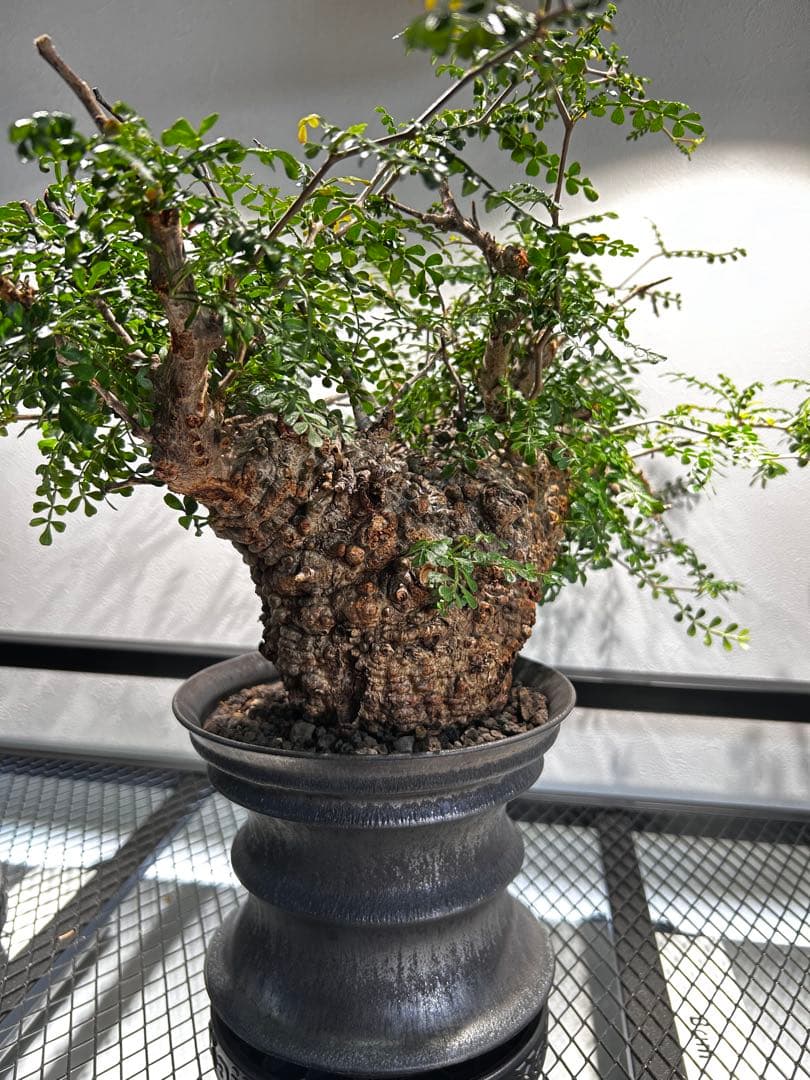 【発根済】オペルクリカリア　パキプス