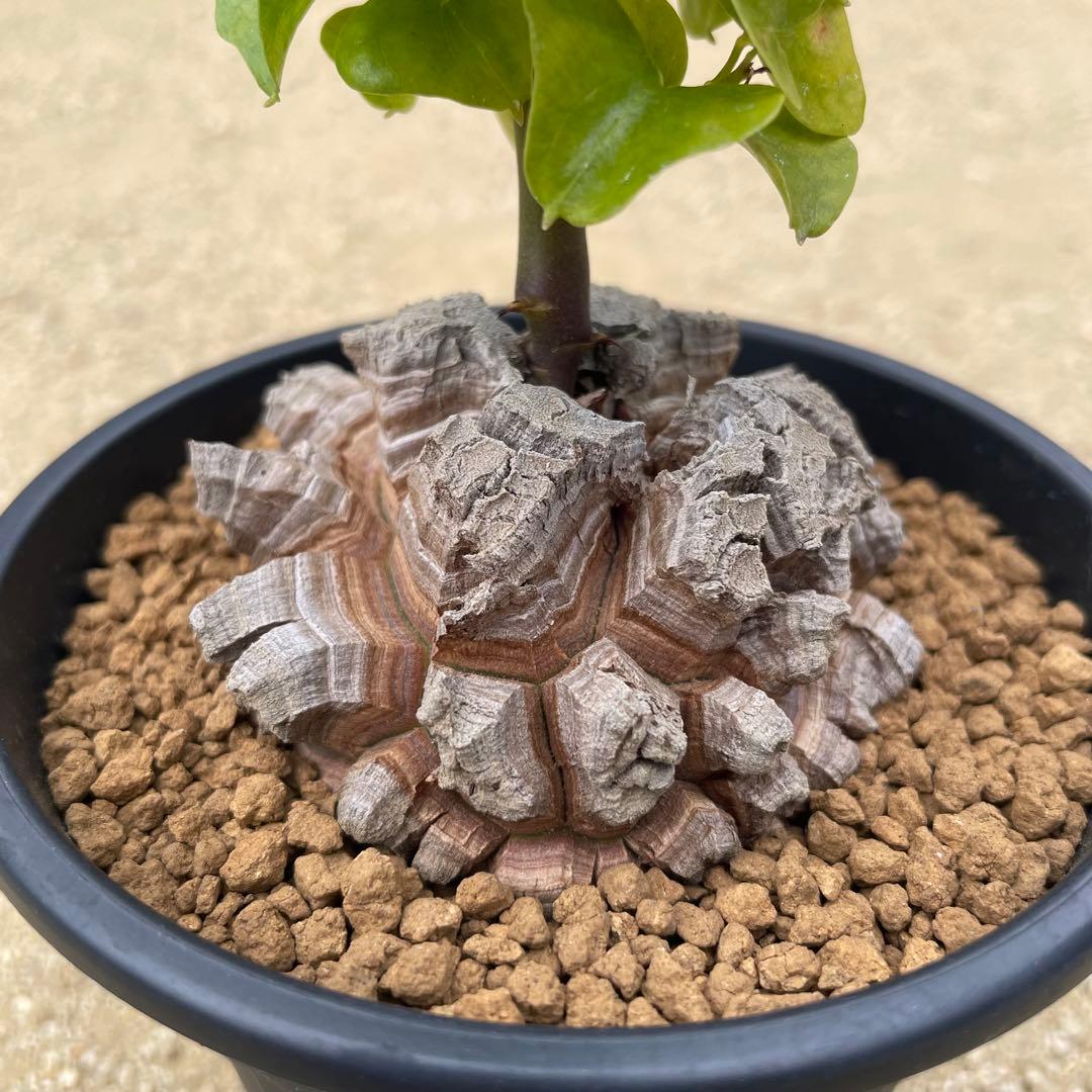 亀甲竜　4号鉢　良型　塊根植物