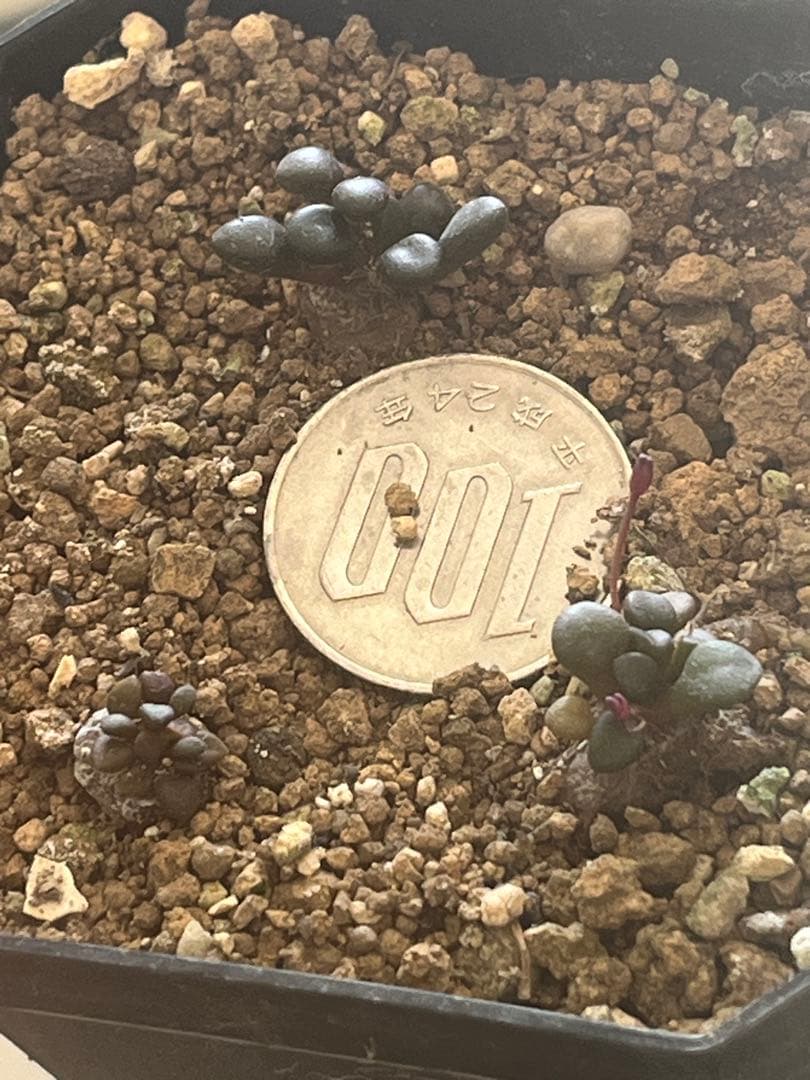 アナカンプセロス属　コンプトニーAnacampseros comptonii