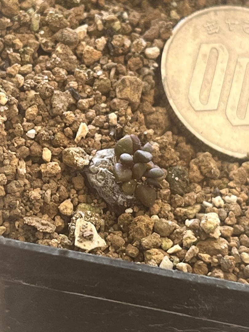 アナカンプセロス属　コンプトニーAnacampseros comptonii