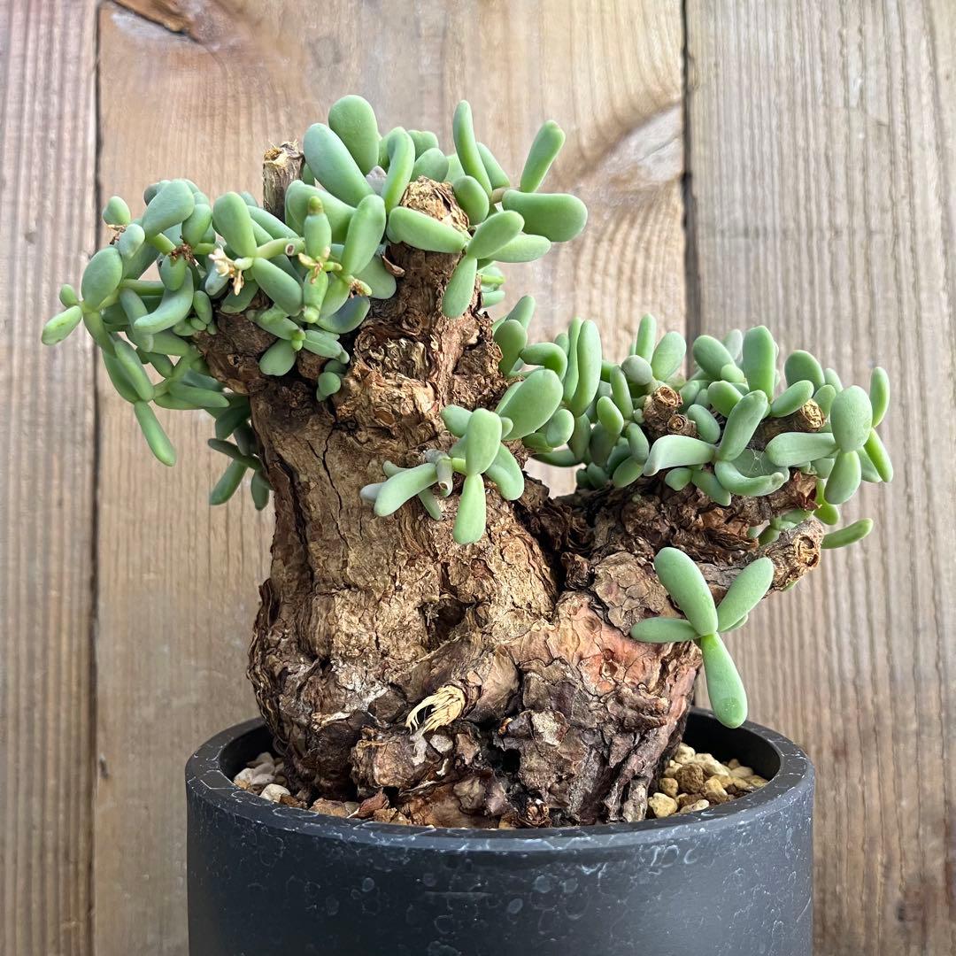 H ケラリアピグマエア 現地球 発根済み 鬼太激重塊根