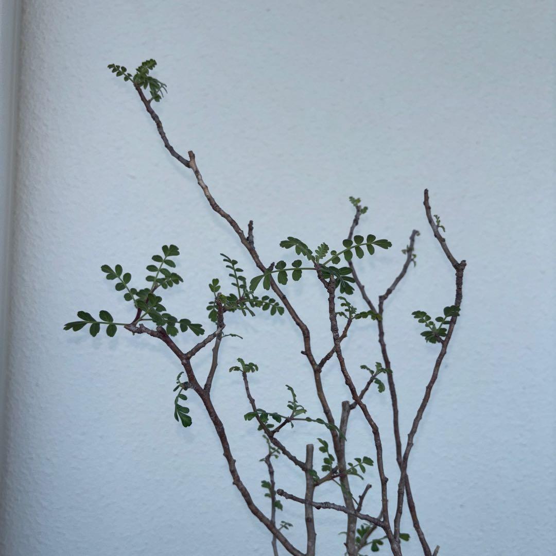 パキコルムスディスカラー　象の木