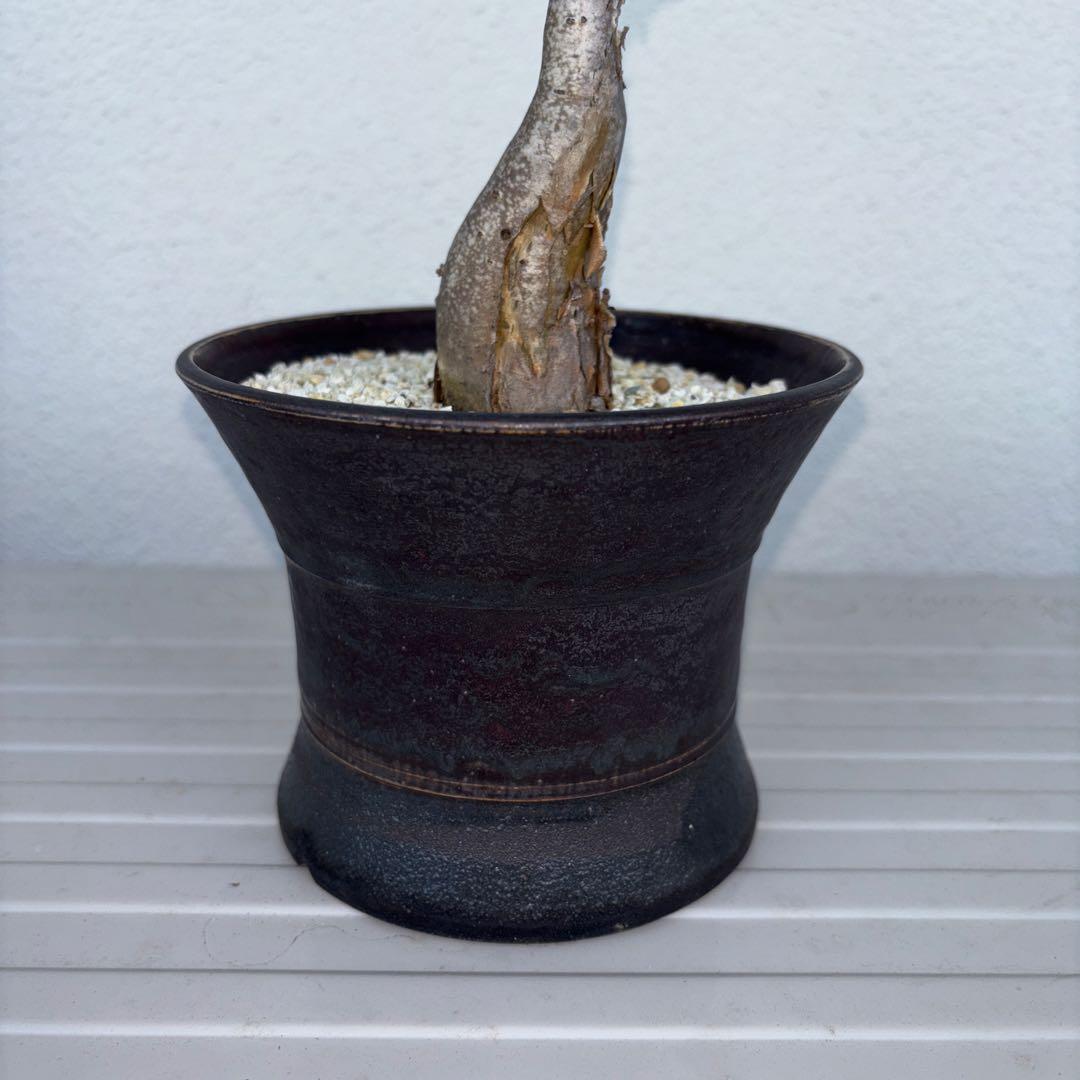 パキコルムスディスカラー　象の木