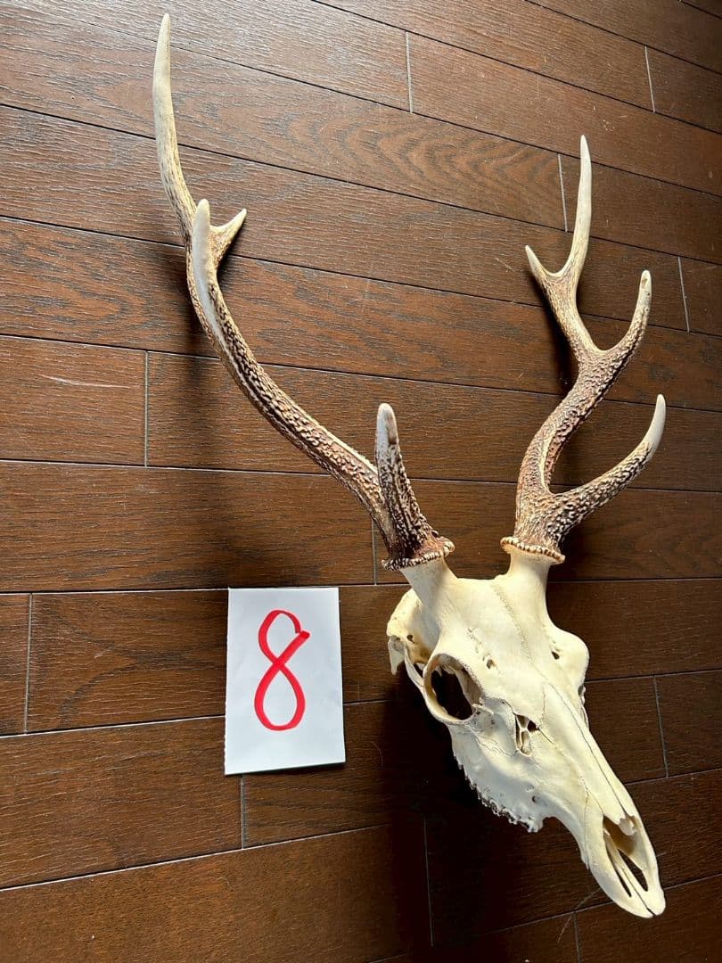 ⑧[1点もの] ハンティングトロフィー　鹿の角　頭蓋骨　日本鹿　スカル