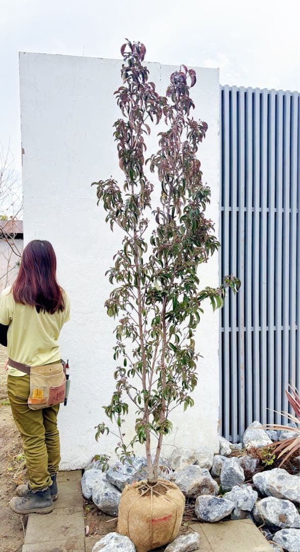 超逸品。常緑ヤマボウシ ホンコンエンシス2.4M(鉢底から)品番A