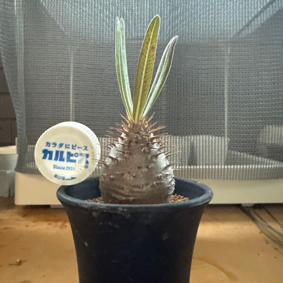 パキポディウムグラキリス