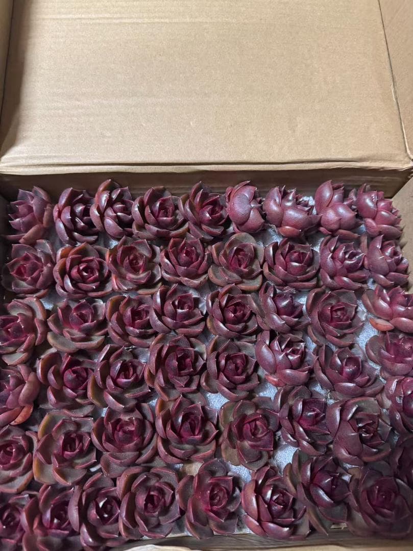 エ*肉様 Z917レッドライト50苗 抜き苗 多肉植物 エケベリア サボテン 韓