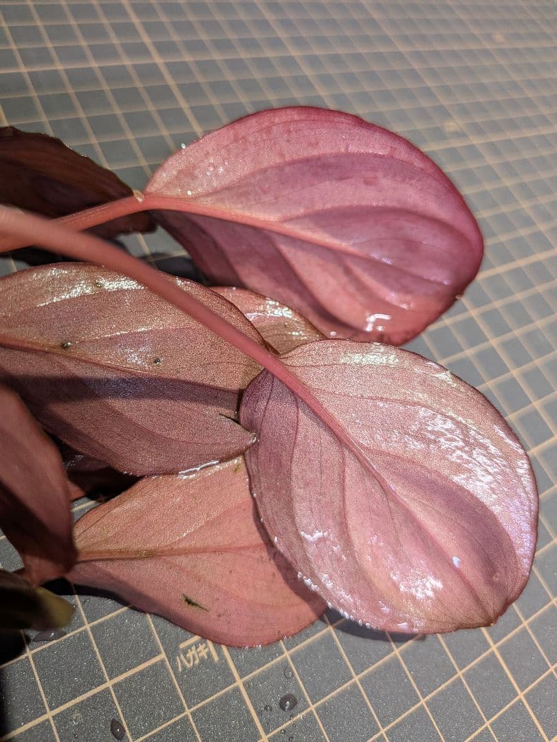 Homalomena sp.Laputa from Batang 正規タグ付き