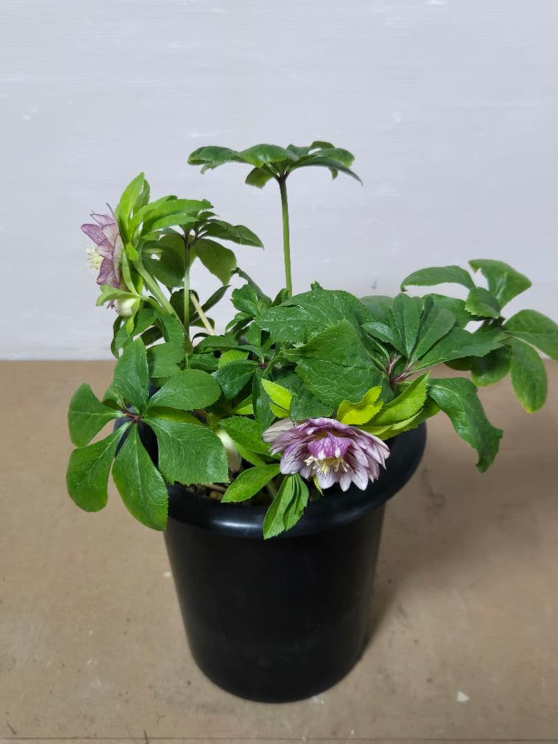 ☆クリスマスローズ☆ダブル　ゴールド☆6号鉢☆